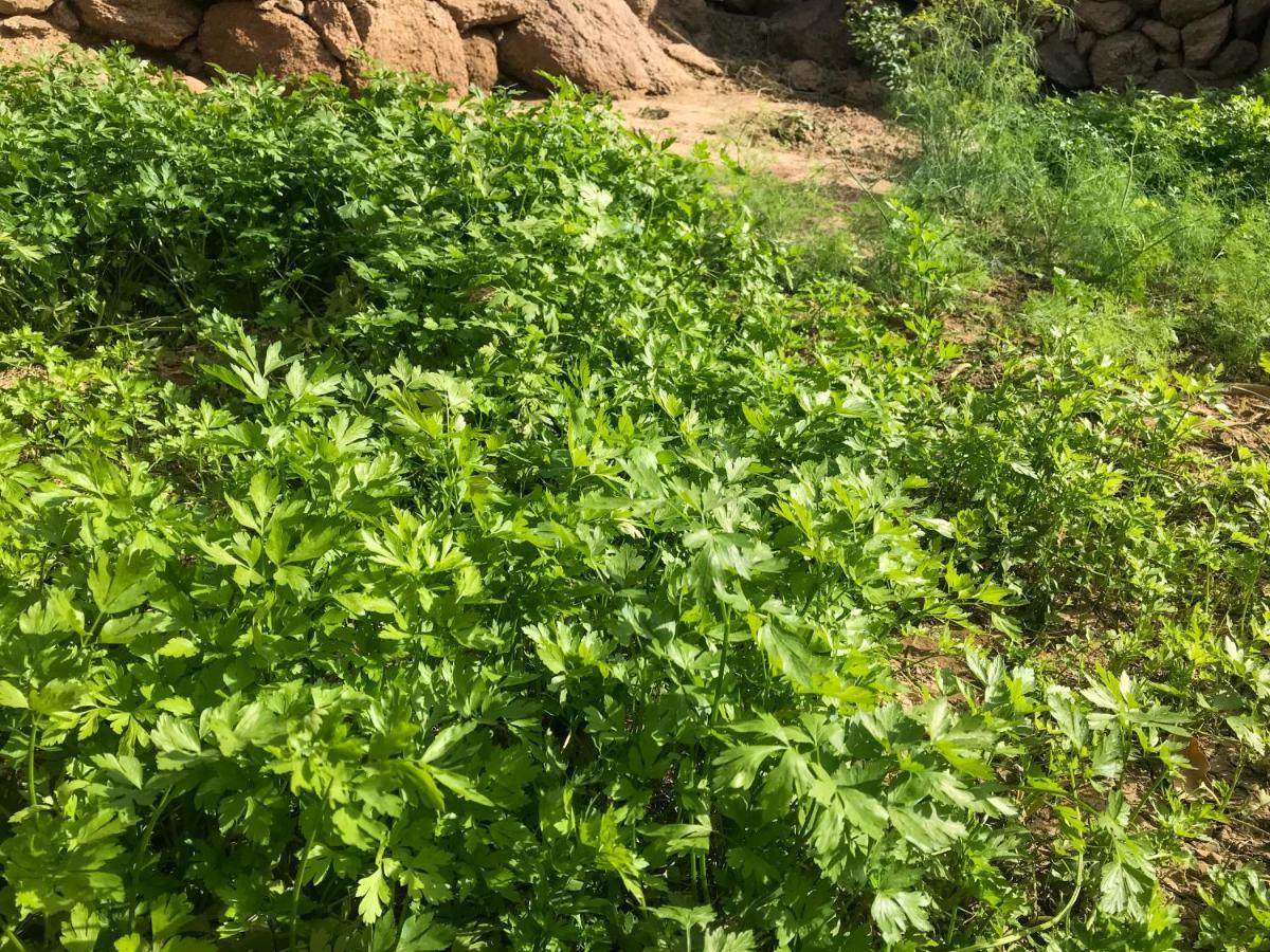 Villa Eco Nubia Assuan Esterno foto